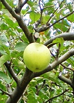 Jablko z nebeského stromu